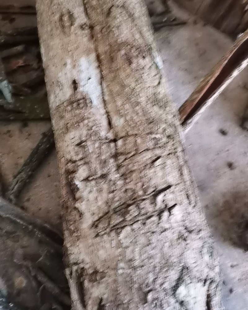厚朴，20年老树欢迎选购