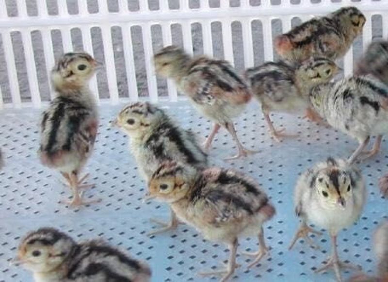 鸡苗七彩山鸡苗纯正苗靓孵化厂家直发运输包成品