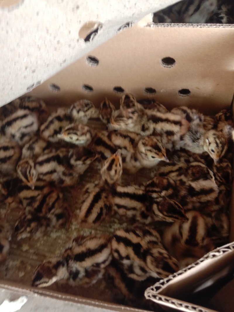 鸡苗七彩山鸡苗纯正苗靓孵化厂家直发运输包成品