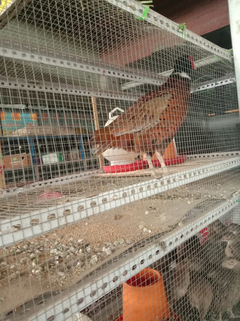 鸡苗七彩山鸡苗纯正苗靓孵化厂家直发运输包成品