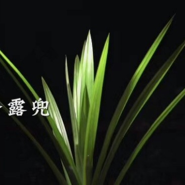 班兰苗斑斓苗香兰苗香露兜苗班兰盆栽盆景包活基地直销