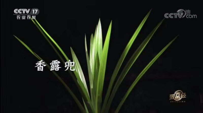 班兰苗斑斓苗香兰苗香露兜苗班兰盆栽盆景包活基地直销