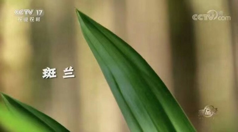 班兰苗斑斓苗香兰苗香露兜苗班兰盆栽盆景包活基地直销