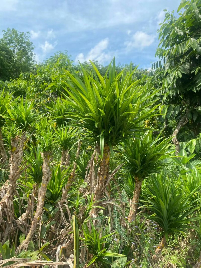 班兰苗斑斓苗香兰苗香露兜苗班兰盆栽盆景包活基地直销
