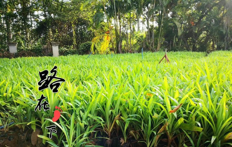 班兰苗斑斓苗香兰苗香露兜苗班兰盆栽盆景包活基地直销