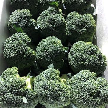甘肃张掖精品西兰花🥦欢迎，市场，超市电商团购洽谈合作