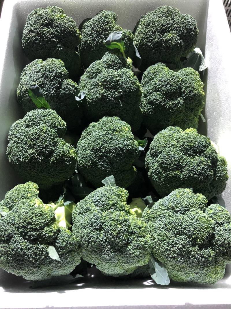 甘肃张掖精品西兰花🥦欢迎，市场，超市电商团购洽谈合作