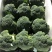 甘肃张掖精品西兰花🥦欢迎，市场，超市电商团购洽谈合作