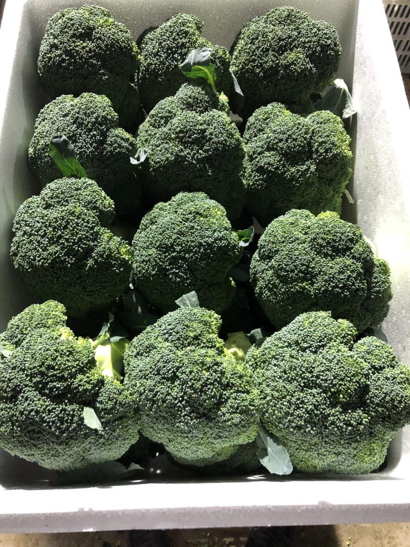 甘肃张掖精品西兰花🥦欢迎，市场，超市电商团购洽谈合作