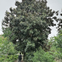 广玉兰“荷花玉兰”基地实图，广玉兰成都基地货源