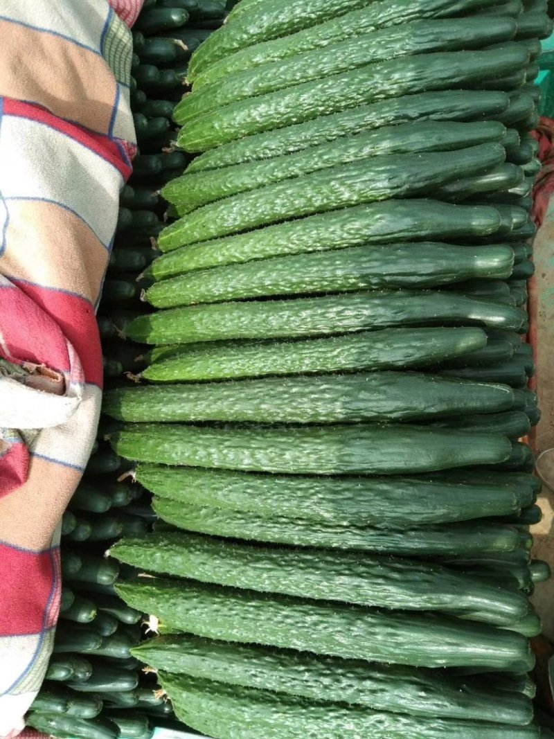 精品黄瓜产地直发包装齐全商超供应品质量大质优