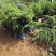 基地直发《土球沙地柏》小苗每天可供10万颗量大从优质量保