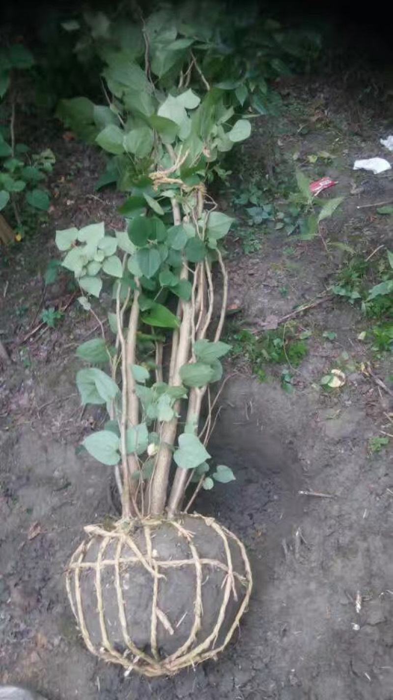 香港紫荆起货图片，紫荆成都基地价格多少，