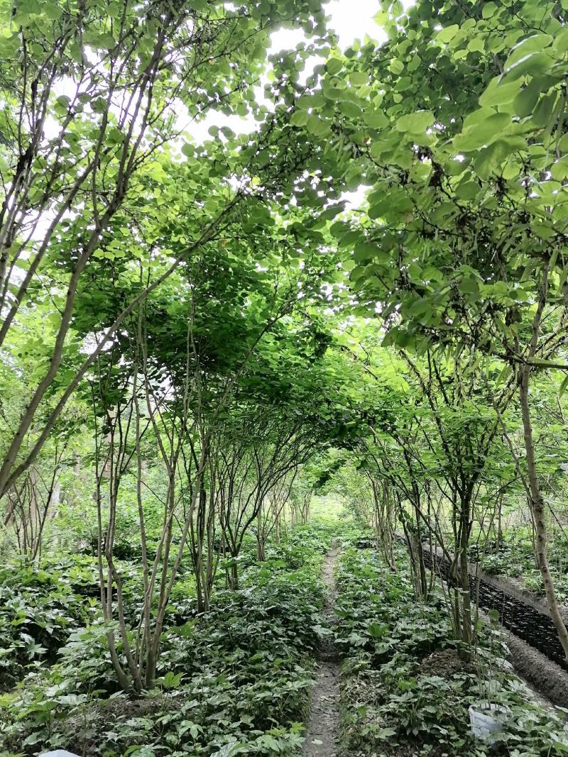 香港紫荆起货图片，紫荆成都基地价格多少，