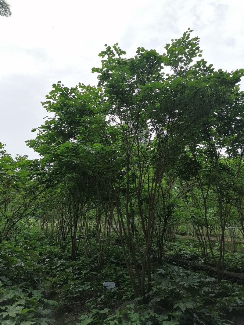 香港紫荆起货图片，紫荆成都基地价格多少，