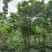 香港紫荆起货图片，紫荆成都基地价格多少，