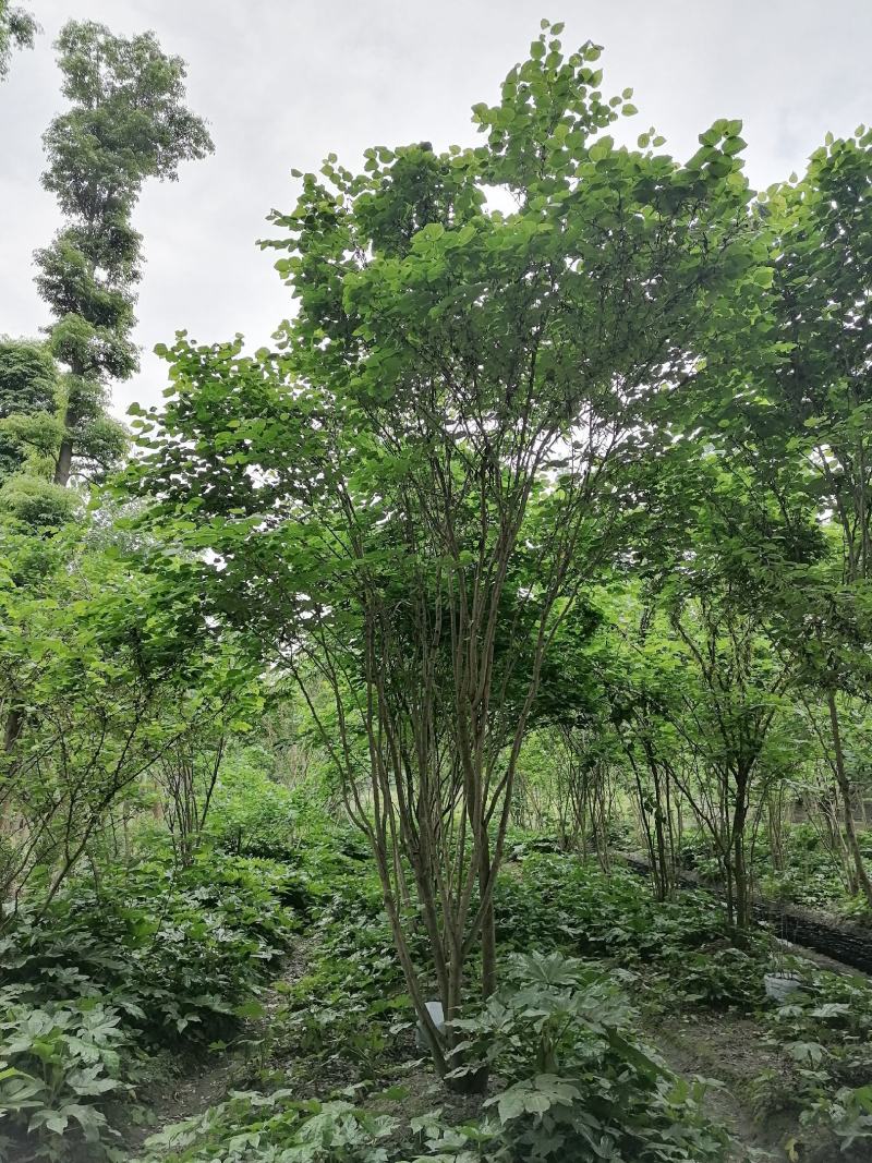 香港紫荆起货图片，紫荆成都基地价格多少，