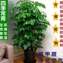 幸福树盆栽四季常青办公室室内绿植净化空气包邮