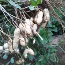 正定县南楼乡沙地嫩花生上市，干净面，香，个大
