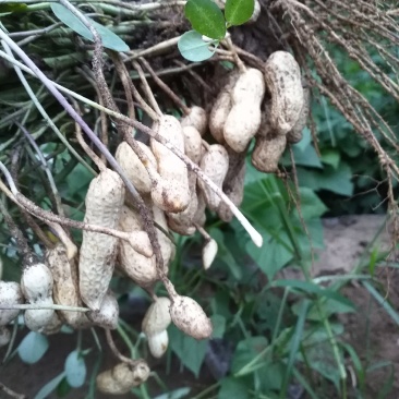 正定县南楼乡沙地嫩花生上市，干净面，香，个大