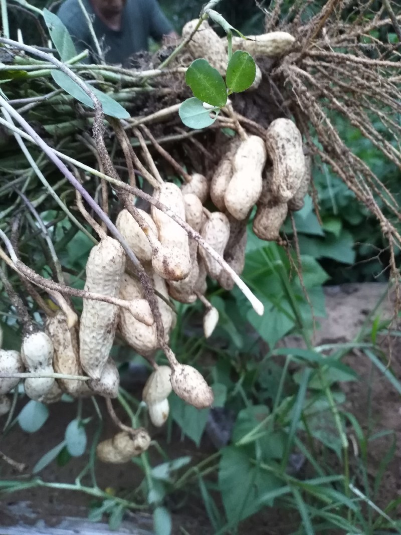 正定县南楼乡沙地嫩花生上市，干净面，香，个大