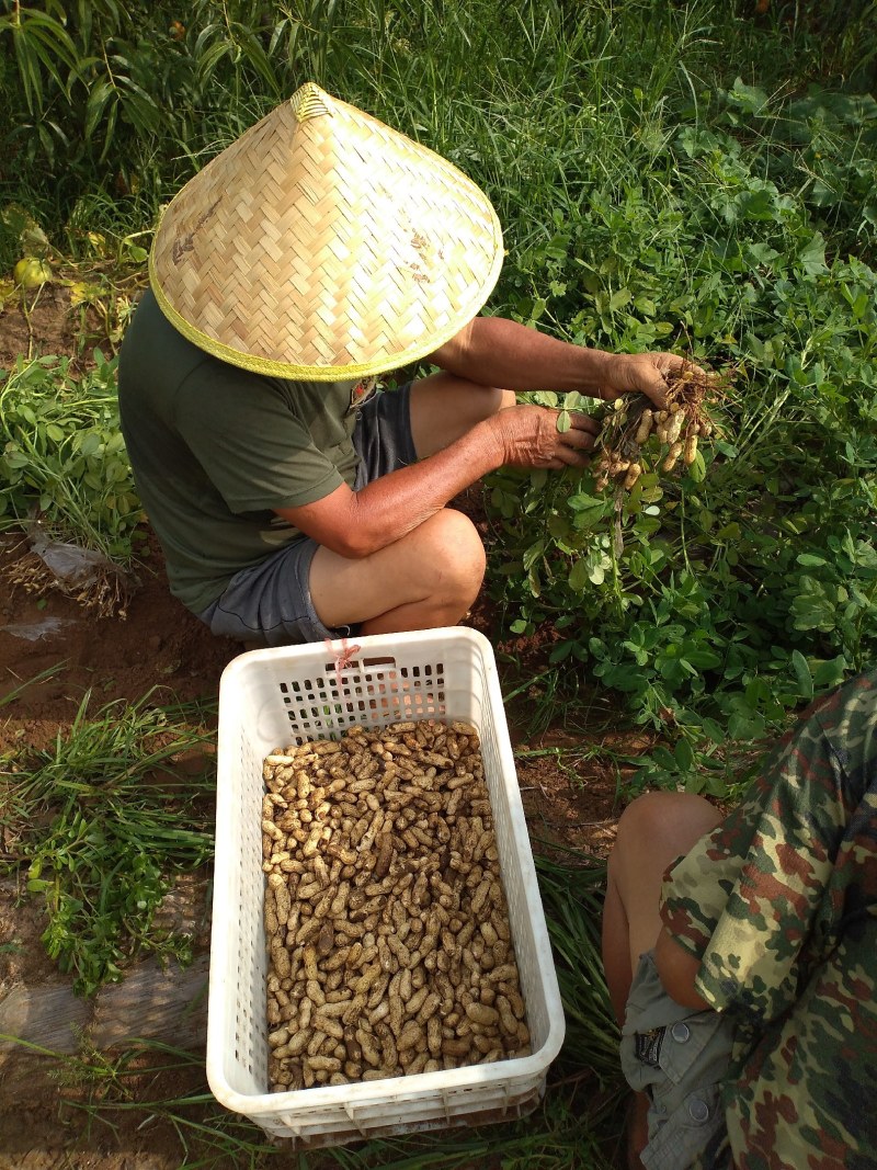 正定县南楼乡沙地嫩花生上市，干净面，香，个大