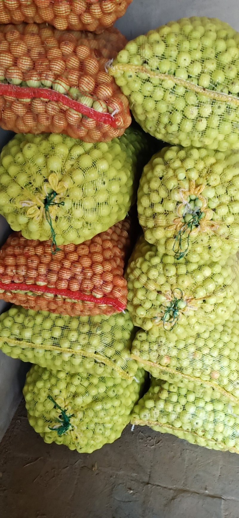 青沙果