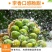 元谋桃李，6月中旬大量上市，有想法的速度联系。