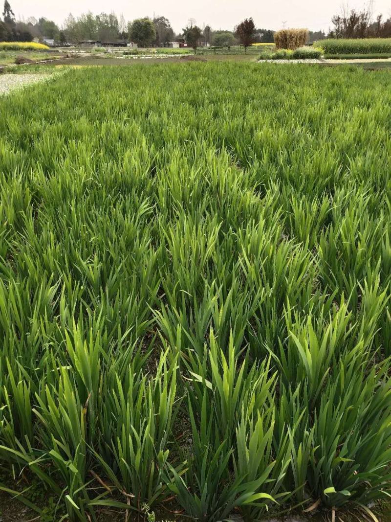 苗圃供应黄菖蒲基地直销杯苗视频看货保质保量