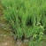 苗圃供应黄菖蒲基地直销杯苗视频看货保质保量