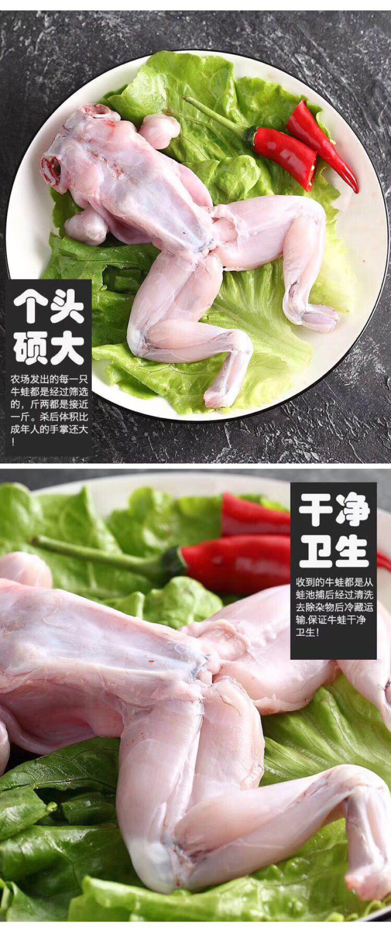蛙蛙蛙