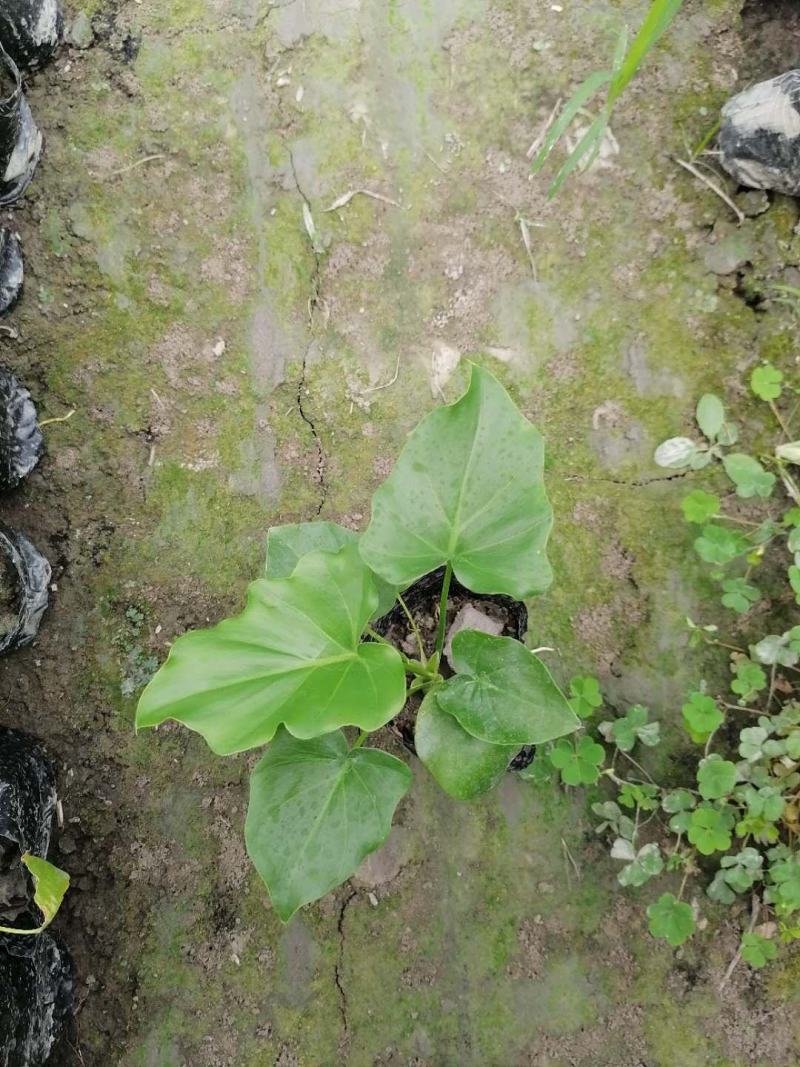 基地出售精品春芋，春芋哪里有