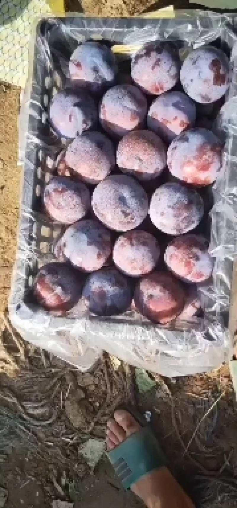 黑布林红布林大量上市