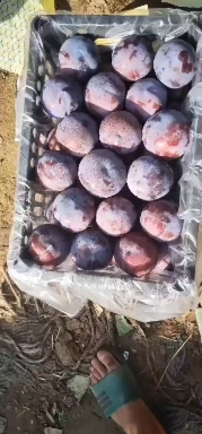 黑布林红布林大量上市