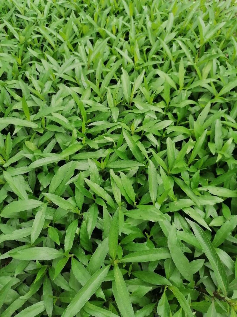 成都精品兰花草，兰花草35-50高
