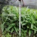 成都精品兰花草，兰花草35-50高