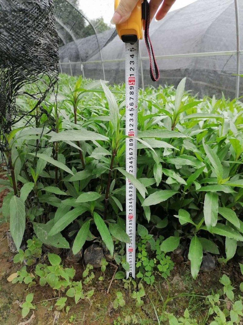 成都精品兰花草，兰花草35-50高