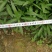 成都精品兰花草，兰花草35-50高