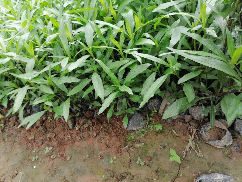 成都精品兰花草，兰花草35-50高