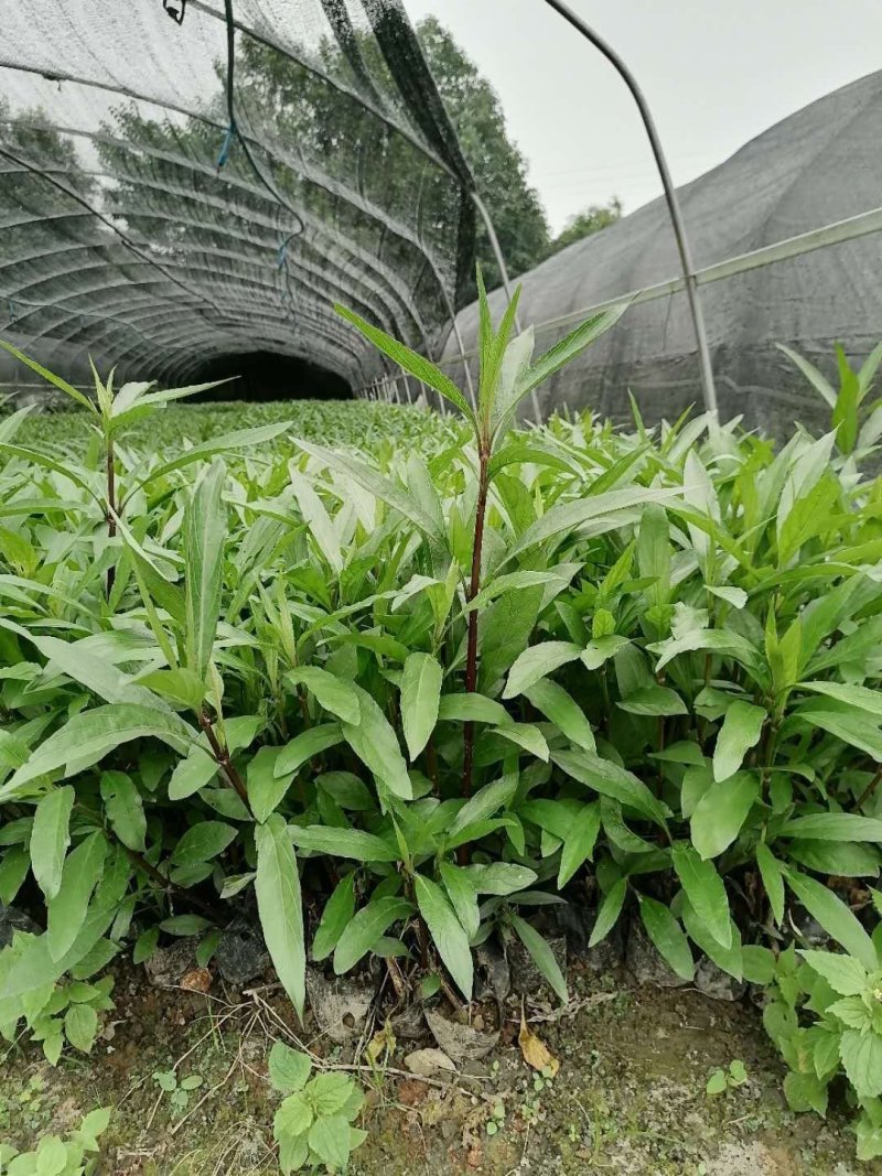 成都精品兰花草，兰花草35-50高