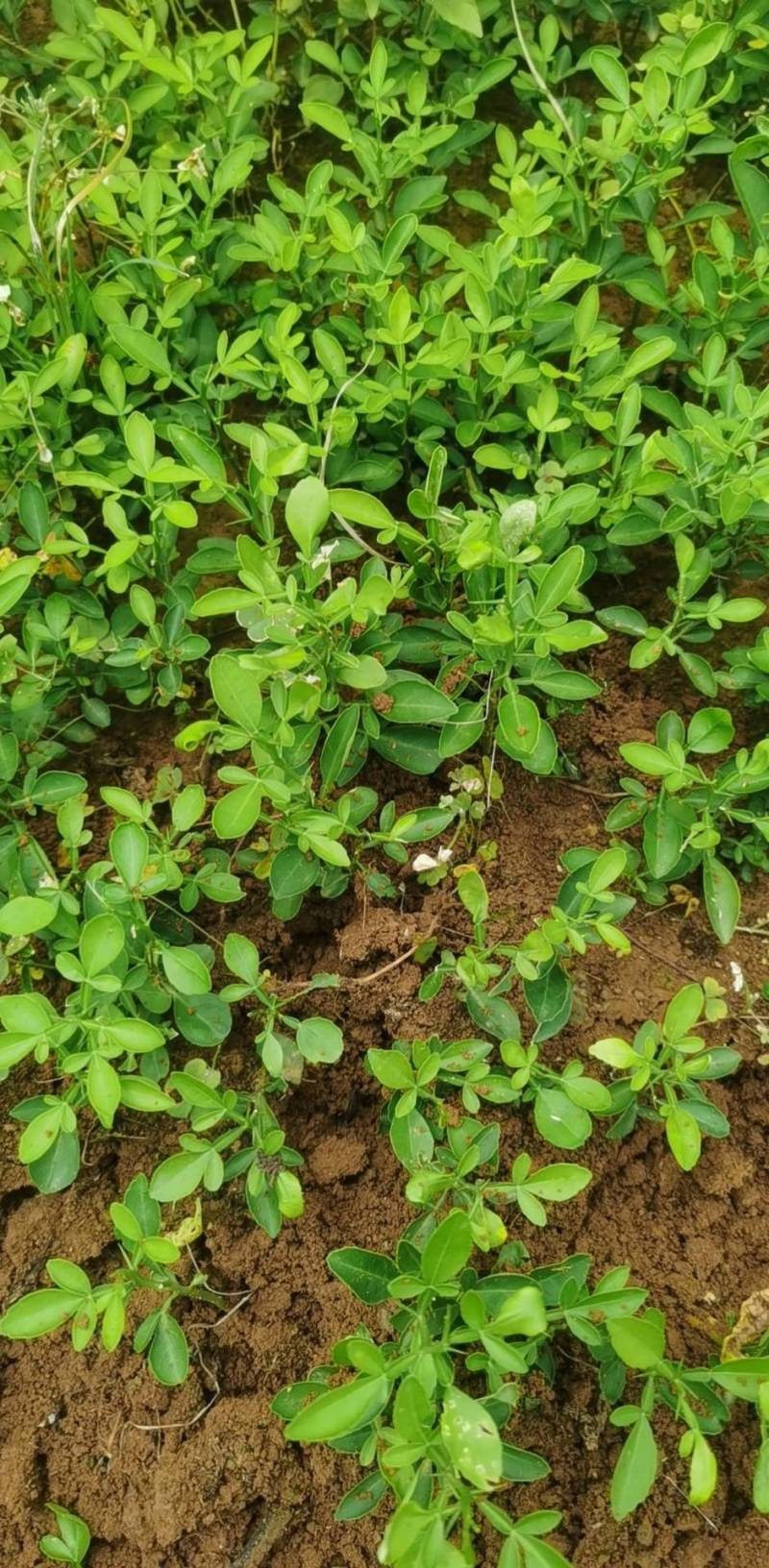 枳橙苗良种广西桂林育苗基地成活率高种植技术支持