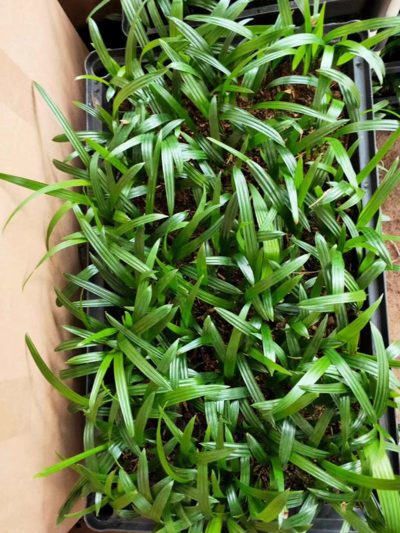 八角金盘筛盆苗盆栽花卉室内观叶植物四季常青绿植