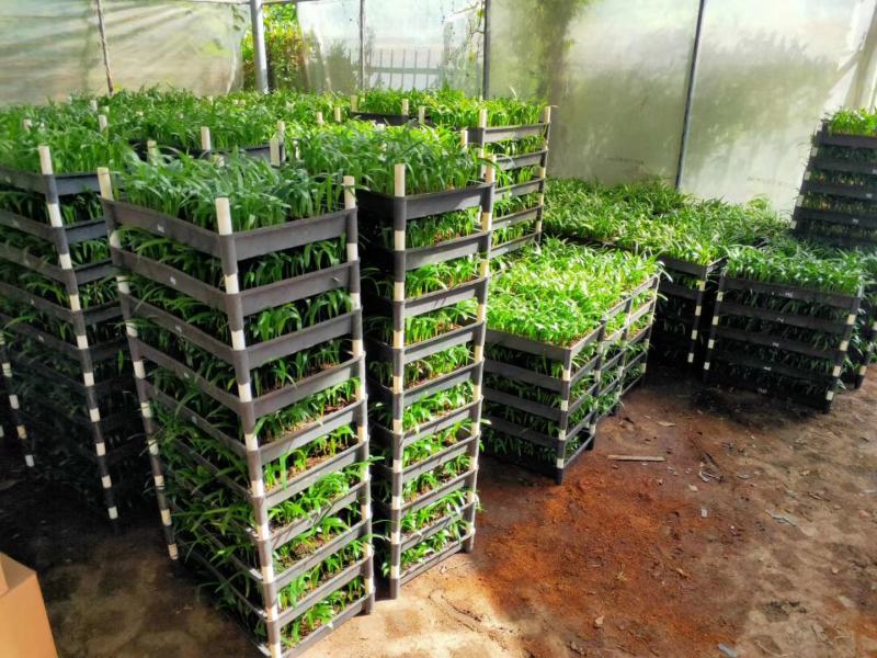 八角金盘筛盆苗盆栽花卉室内观叶植物四季常青绿植