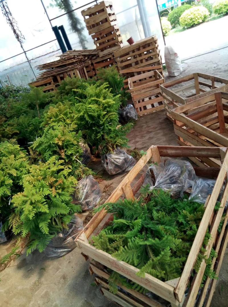 八角金盘筛盆苗盆栽花卉室内观叶植物四季常青绿植