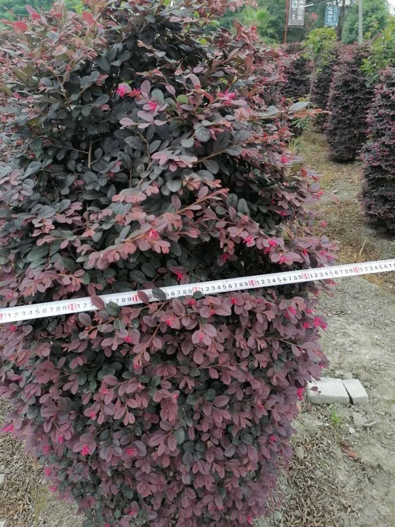 苗圃供应红继木柱基地直销红继木柱视频看货保质保量
