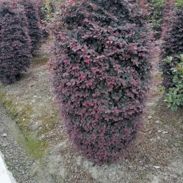 苗圃供应红继木柱基地直销红继木柱视频看货保质保量