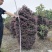 苗圃供应红继木柱基地直销红继木柱视频看货保质保量