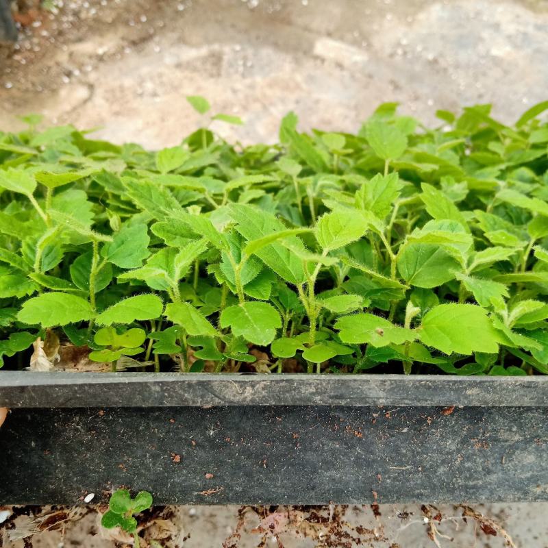 黄花风铃木苗多花风铃木庭院盆栽绿化苗木开花植物