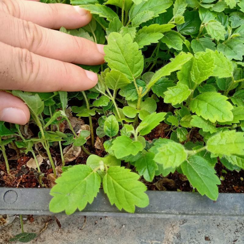 黄花风铃木苗多花风铃木庭院盆栽绿化苗木开花植物