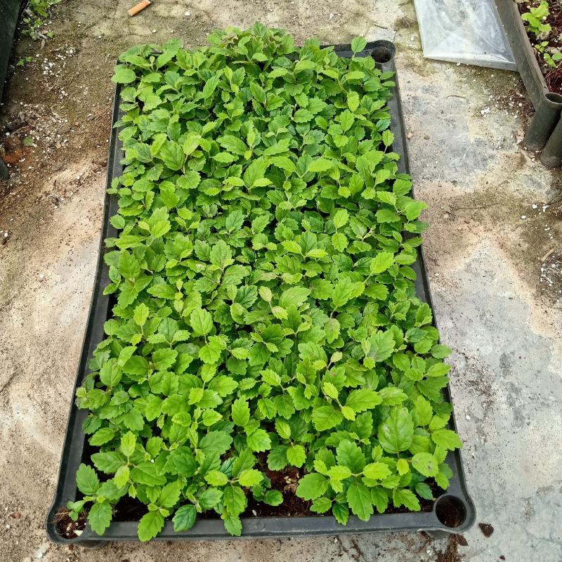 黄花风铃木苗多花风铃木庭院盆栽绿化苗木开花植物